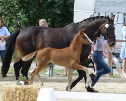 Pferd Faxe Red Eric H (Westfale, 2023, von Felissimo)