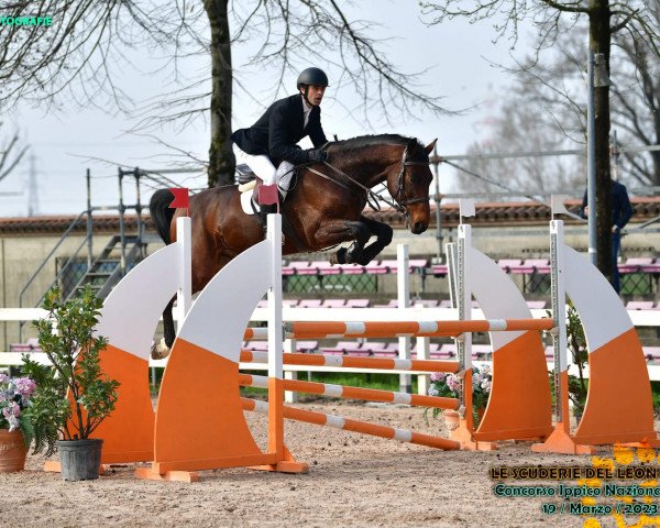 Pferd Tigerman (Irish Sport Horse, 2017, von Elvis Ter Putte)