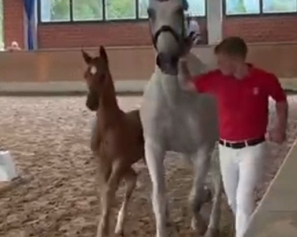 horse Hengst von Shynedo / Castellini (Westphalian, 2023, from Shynedo)