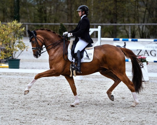 Dressurpferd Qaramell (Hannoveraner, 2012, von Quasar de Charry)
