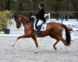 Dressurpferd Qaramell (Hannoveraner, 2012, von Quasar de Charry)