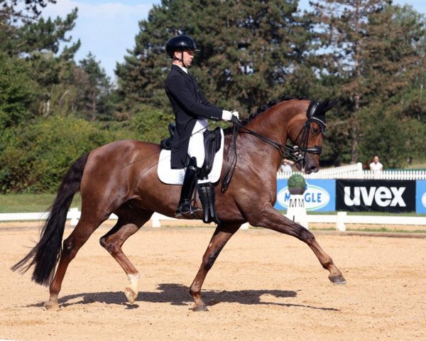dressage horse Dicaprio Swing (KWPN (Royal Dutch Sporthorse), 2008, from Jazz)