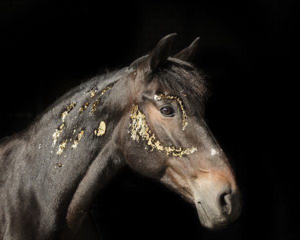 Pferd Gitana (unbekannt, 2009)