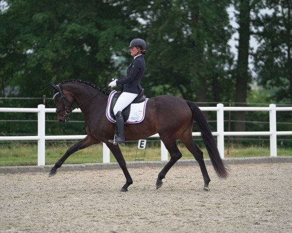dressage horse Santa Maria 4 (Hanoverian, 2019, from Sir Heinrich OLD)