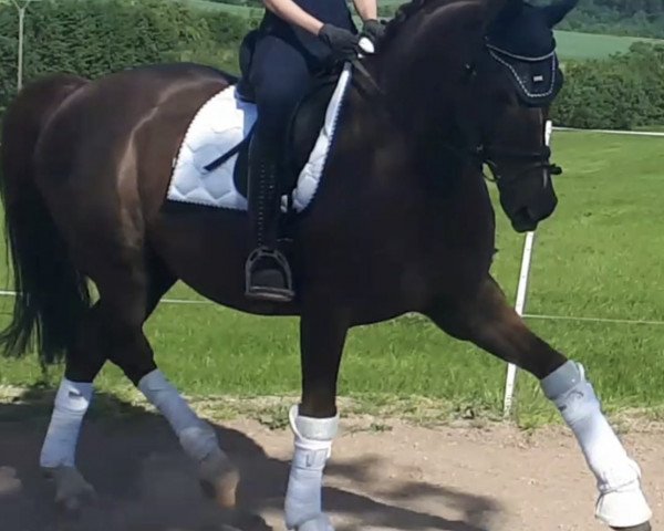 horse Big Magic Boy (Oldenburg, 2012, from Blue Hors Bentley)