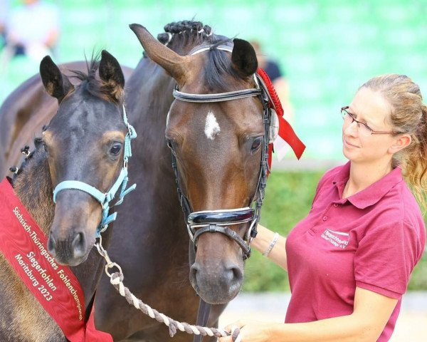 stallion Espresso (German Sport Horse, 2023, from Ellis NRW)
