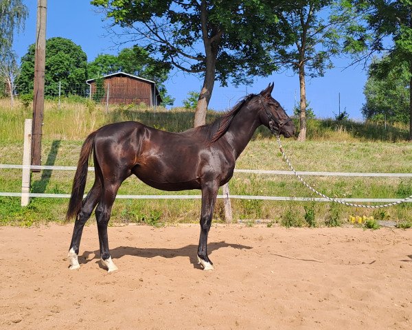 Deckhengst Ferrero (Deutsches Sportpferd, 2022, von Fair Deal)