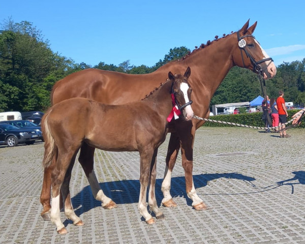 Zuchtstute Quality Girl (Deutsches Sportpferd, 2023, von Ellis NRW)