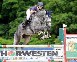 jumper Diacontina E (Hanoverian, 2016, from Diacontinus)