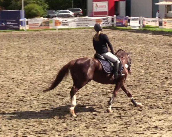 Reitturnier Mildstedt 2023