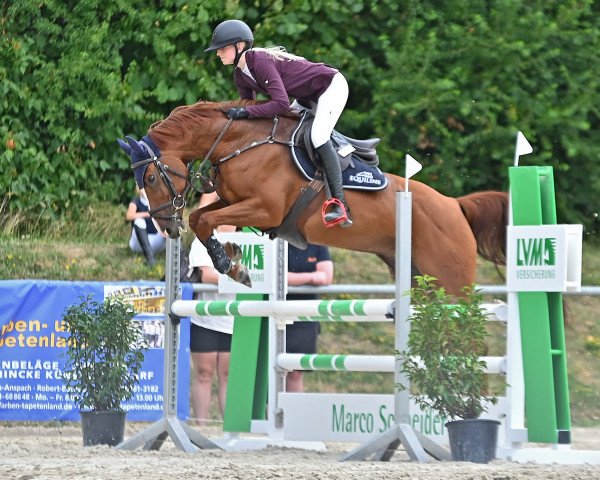 jumper San Giovanna (Westphalian, 2018, from San Giovanni)