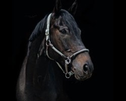 dressage horse Rock Chocolate (Rhinelander, 2012, from Rock Forever NRW)