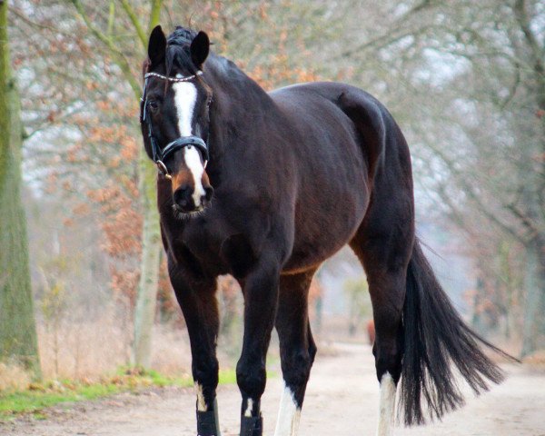 Pferd Chrisantos (Oldenburger, 2011, von Christ)