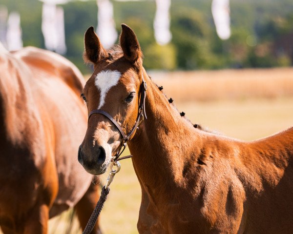 Pferd A gentle Heart (Westfale, 2023, von ASTERIX DE COULEUR)