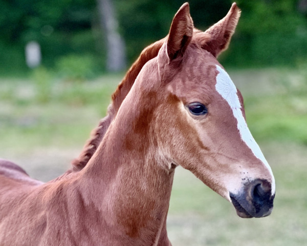 horse Stute von Colman / Udarco van Overis (Holsteiner, 2023, from Colman)
