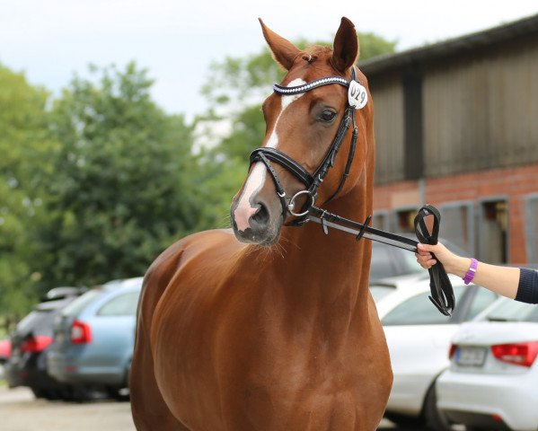 broodmare Bella Delphina (Westphalian, 2012, from Belissimo NRW)