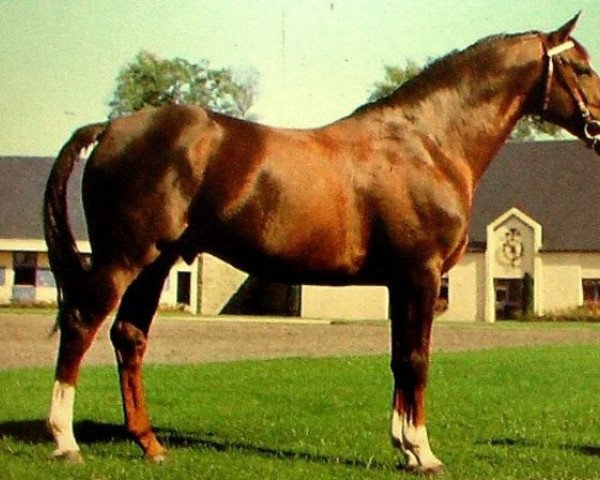 Deckhengst Sabre (Selle Français, 1984, von Matador du Bois)