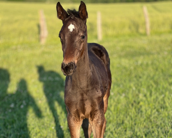 horse Hengst von Corrido / Zoellner xx (Holsteiner, 2023, from Corrido 4)