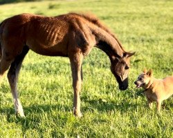 horse Stute von Hosco / Lucio Silla xx (Holsteiner, 2023, from Hosco)