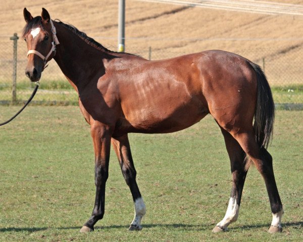 broodmare Corafina (Hanoverian, 2022, from Carrera VDL)