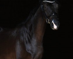 dressage horse Denver Colorado 4 (Westphalian, 2018, from De Kooning)