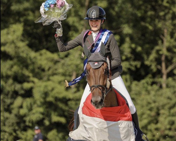 jumper Tailormade Contou (Oldenburg show jumper, 2010, from Conthargos)