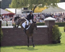 Springpferd Via vd Karmenhoek Z (Zangersheide Reitpferd, 2006, von Via Veneto)