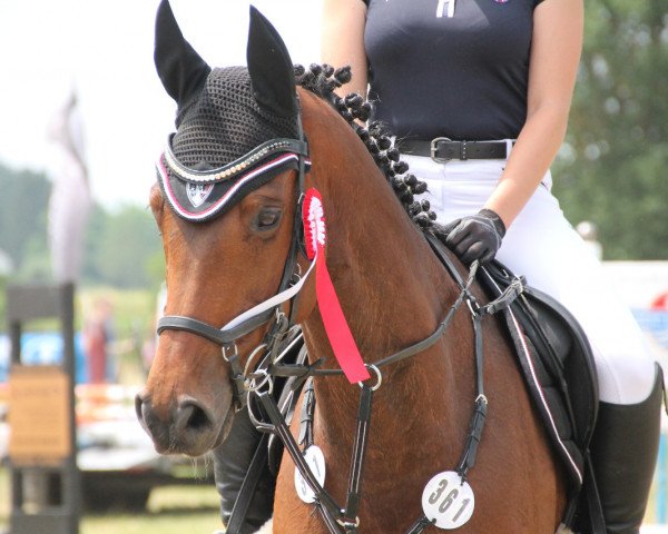 jumper Cisco 203 (Bavarian, 2006, from Cantando)