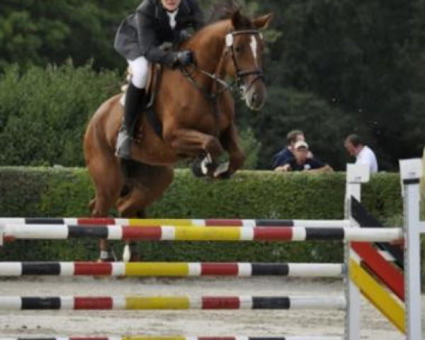 Zuchtstute Altenau III (Trakehner, 2009, von Sanssouci)