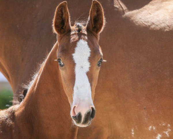 horse L‘Alice Couleur (Oldenburg show jumper, 2023, from Duplexx)