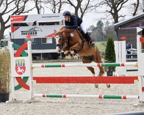 broodmare Polia 3 (German Riding Pony, 2015, from Ping Pong)