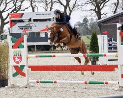 broodmare Polia 3 (German Riding Pony, 2015, from Ping Pong)