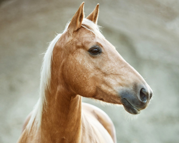 dressage horse Cielos Candy (Quarter Horse, 2010, from SR Rooster)