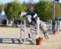 jumper Ekely's Faber (Connemara Pony, 2019, from Pady Melody D'Auxence)