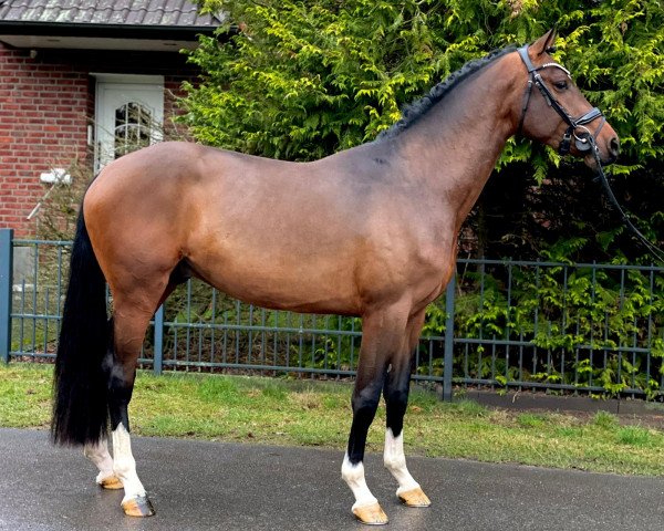 jumper Unlimited Casallnova (Holsteiner, 2019, from Unlimited)