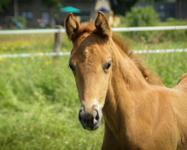 horse Vilina Unique B (Oldenburg, 2023, from Vitalis)
