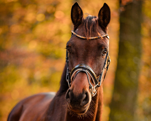 horse Fear the Floki (Oldenburg, 2018, from Florenz 71)