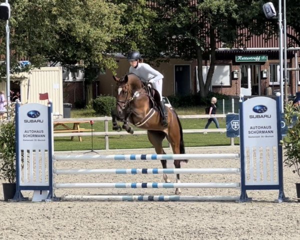 jumper Dialla (Westphalian, 2019, from Dembelé L)