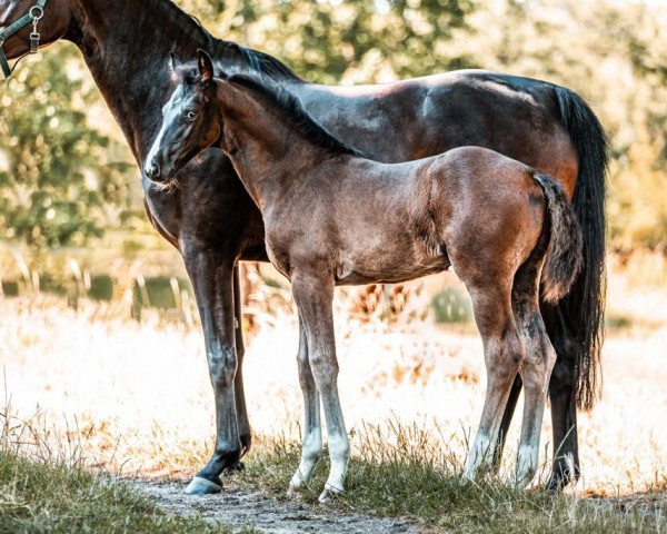 Pferd Catweazle R (Oldenburger Springpferd, 2023, von Km Chalcedon)