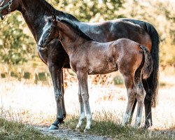 horse Catweazle R (Oldenburg show jumper, 2023, from Km Chalcedon)