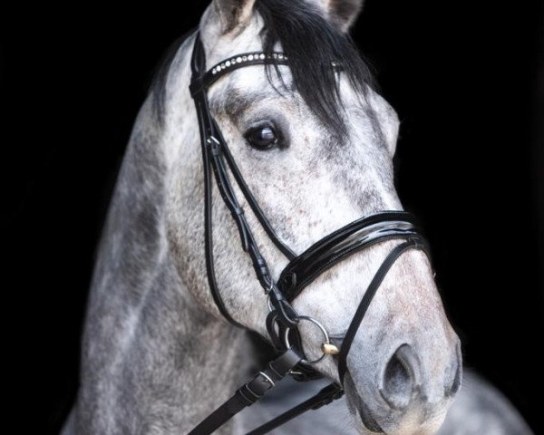 horse Campari White 3 (Westphalian, 2020, from Cascavelle NT)