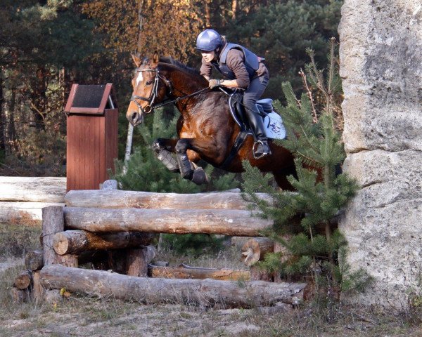 Pferd Odelia (Bayer, 2001, von La Pilot)