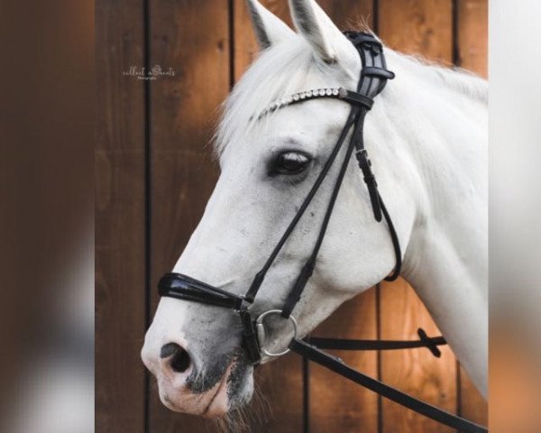 dressage horse White Fire 8 (anglo european sporthorse, 2014, from Branco van Overis)