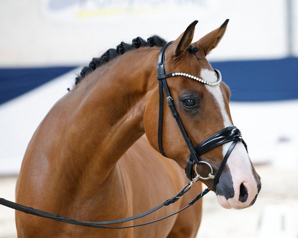horse Ontario (German Riding Pony, 2019, from Wischhoffs O lß lß)