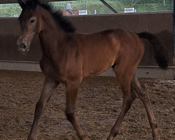 horse Avia Blue SL (Westphalian, 2023, from Aviador)