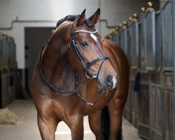 Springpferd Coman 8 (Holsteiner, 2015, von Calibat)