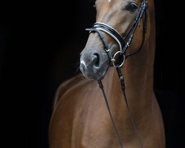 Pferd French Affair B (Westfale, 2013, von Fürst Remus)