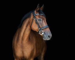 jumper Fred 76 (German Sport Horse, 2005, from Fidelity S)