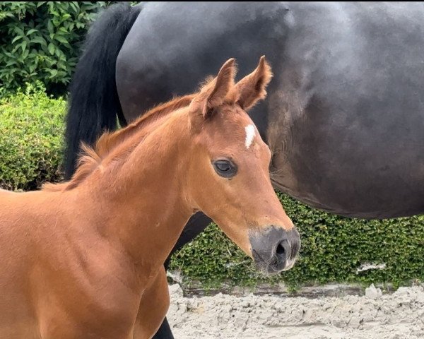 horse Baba Gump MN (Rhinelander, 2023, from By your Side 3)