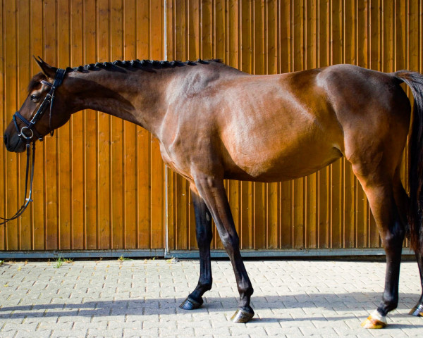 Pferd Leonetta MW (Deutsches Sportpferd, 2019, von Levisto Z)